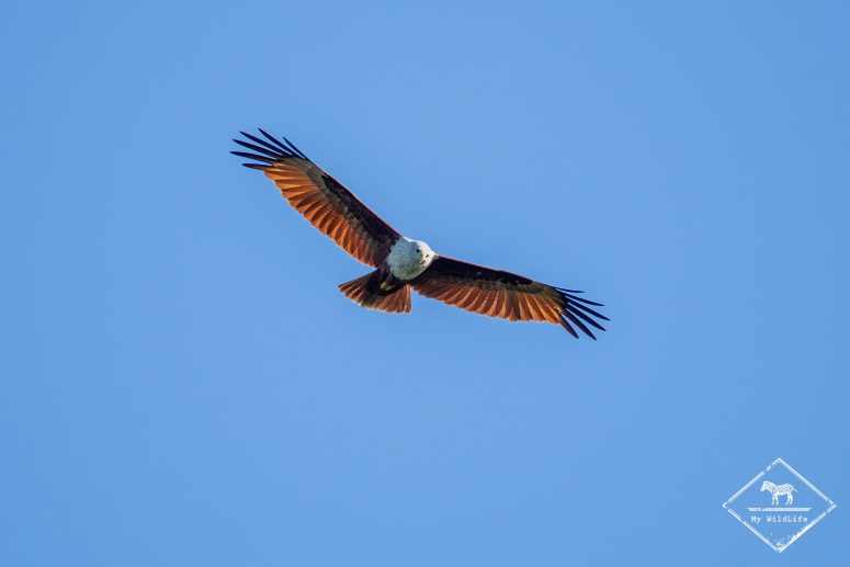 Milan sacré, Kalametiya Bird Sanctuary