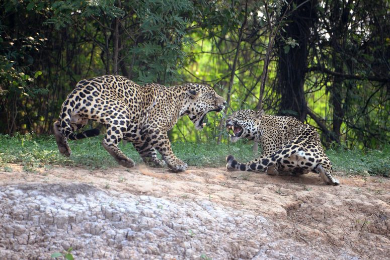 Jaguars, Pantanal