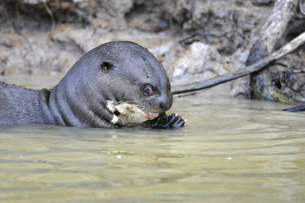 Loutre géante, Pantanal