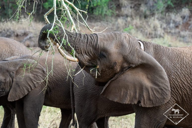Parc national Addo Elephant