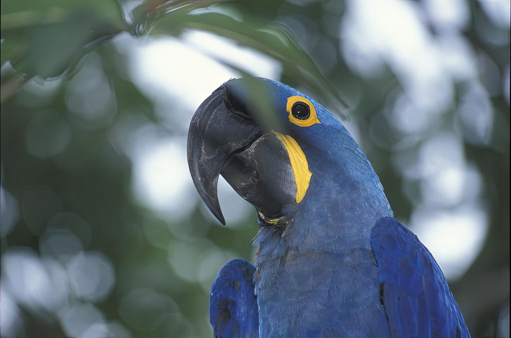Ara Bleu, Pantanal