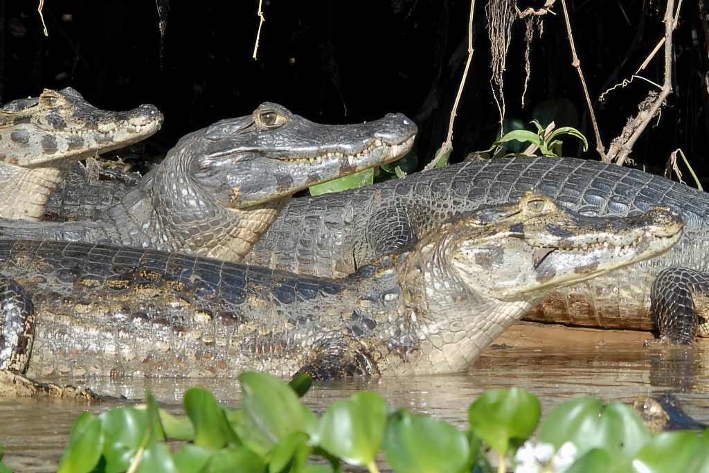 Caïman yacare , Pantanal