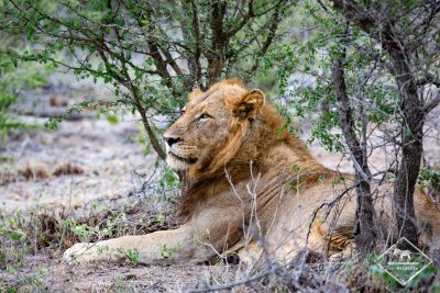 Les meilleurs parcs nationaux pour un safari en Afrique du Sud