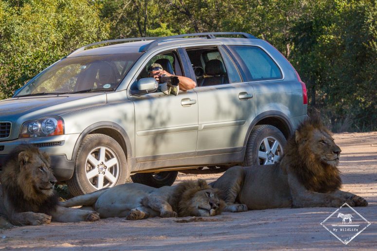 Self-drive dans le parc national Kruger