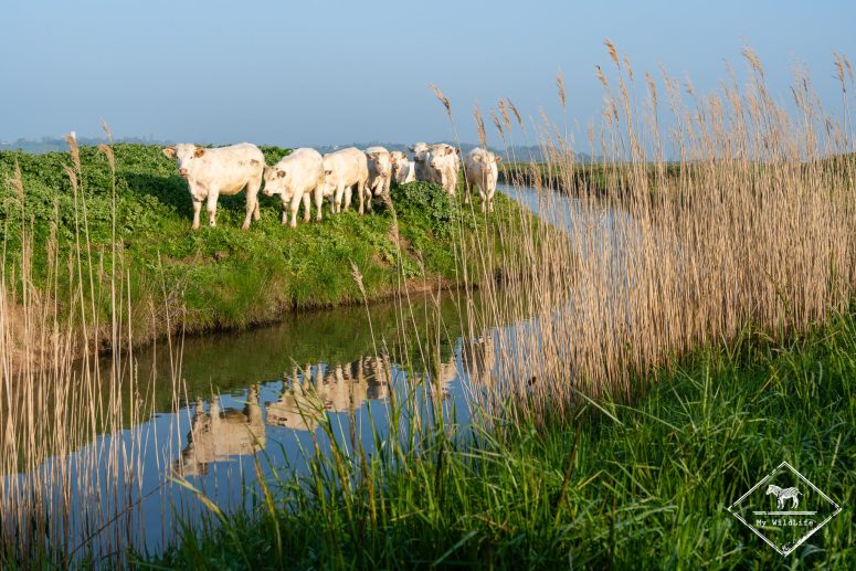 Vaches, Marais de Brouage