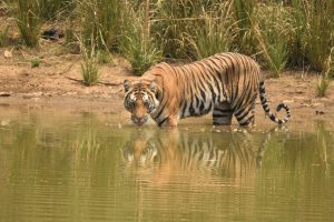 Tigre, Bandhavgarh