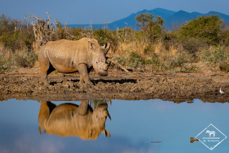 Rhinocéros blanc, Madikwe Game reserve