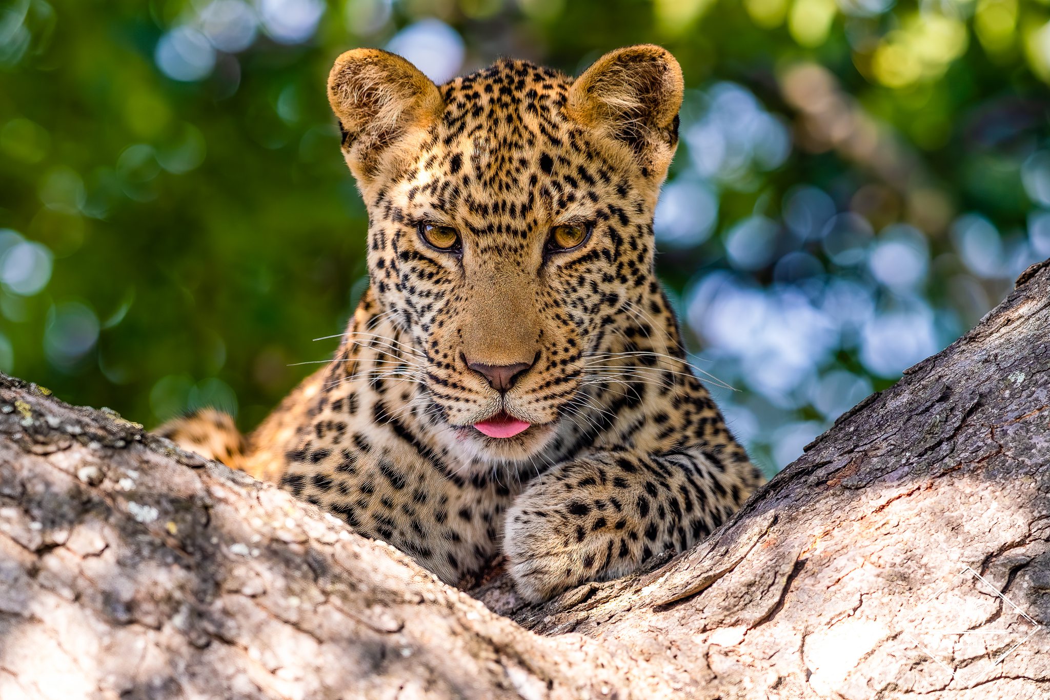Les meilleures réserves privées pour un Safari en Afrique du Sud