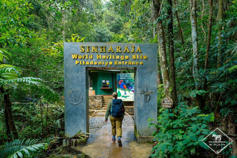 Pitadeniya entrance, Réserve forestière de Sinharâja