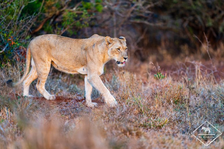 Lionne, Thanda Private Game Reserve 