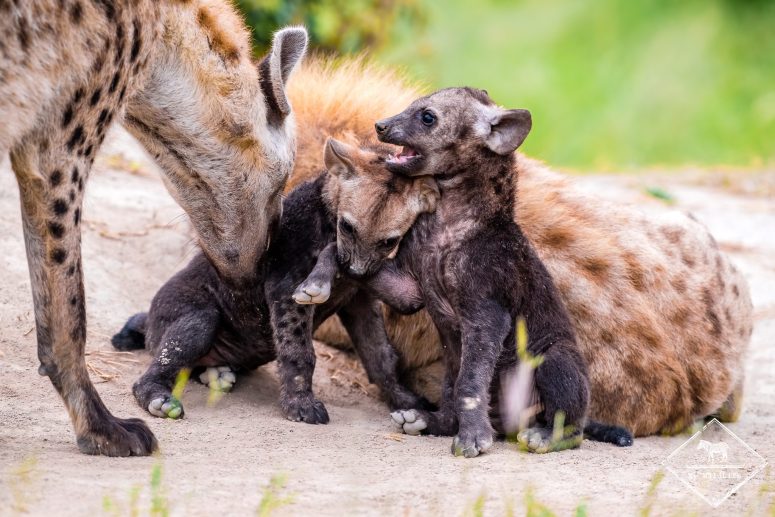 hyènes tachetées en famille