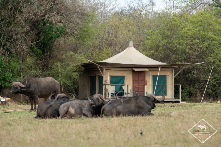Tangala Safari Camp, Thornybush