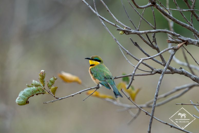 Guêpier nain, Thornybush