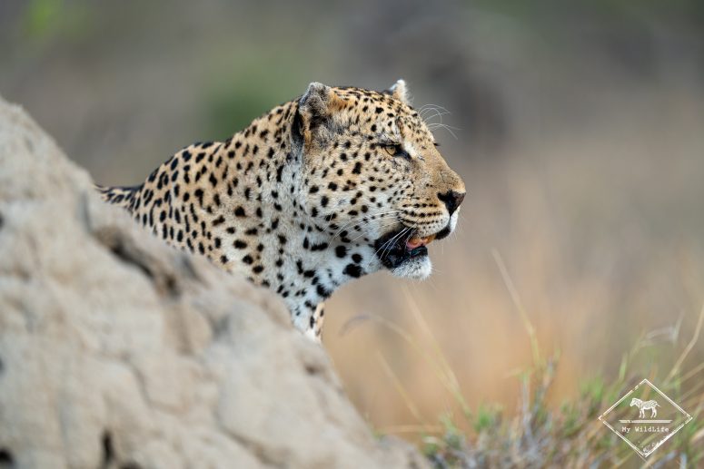 Léopard, Thornybush