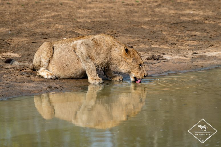 Lion, Thornybush
