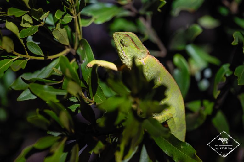 Caméléon Bilobé, Thornybush
