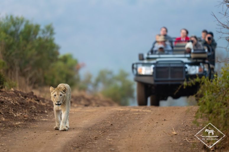 Lion, Thanda Safari Lodge