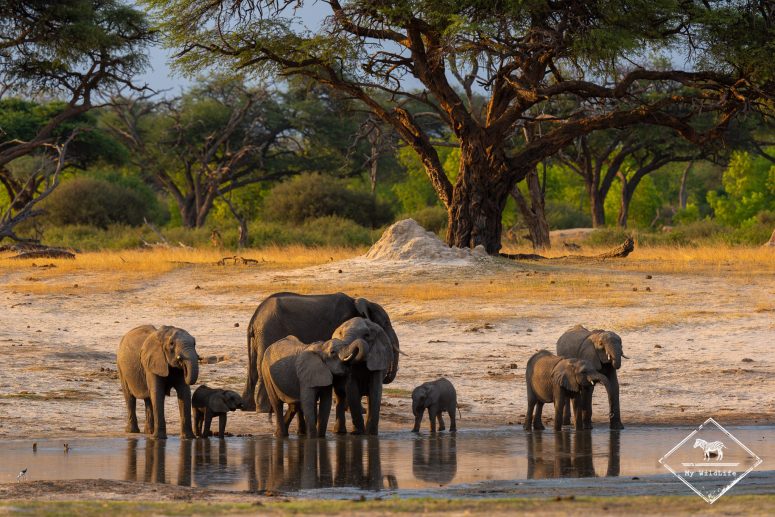 Deux semaine de safari au Zimbabwe