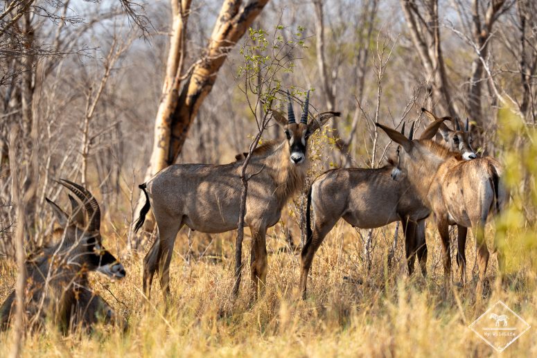 Antilopes rouannes, Hwange
