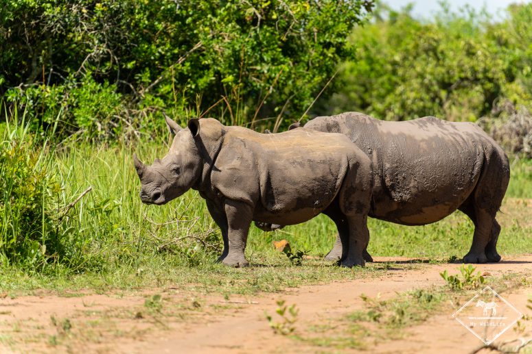 Rhinocéros blancs, Ziwa Rhino Sanctuary