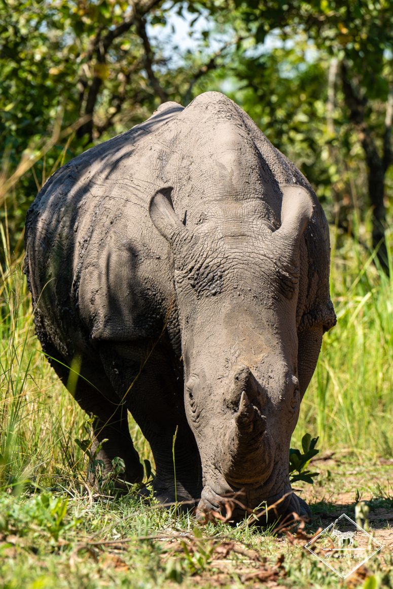 Rhinocéros blanc, Ziwa Rhino Sanctuary