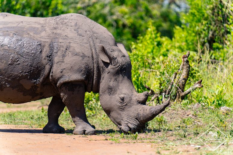 Rhinocéros blanc, Ziwa Rhino Sanctuary