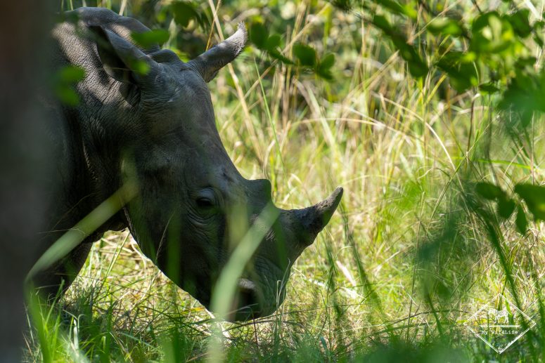 Rhinocéros blanc, Ziwa Rhino Sanctuary