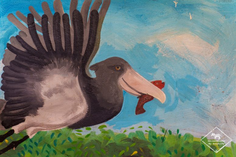 Bec-en-sabot du Nil, Ziwa Rhino Sanctuary