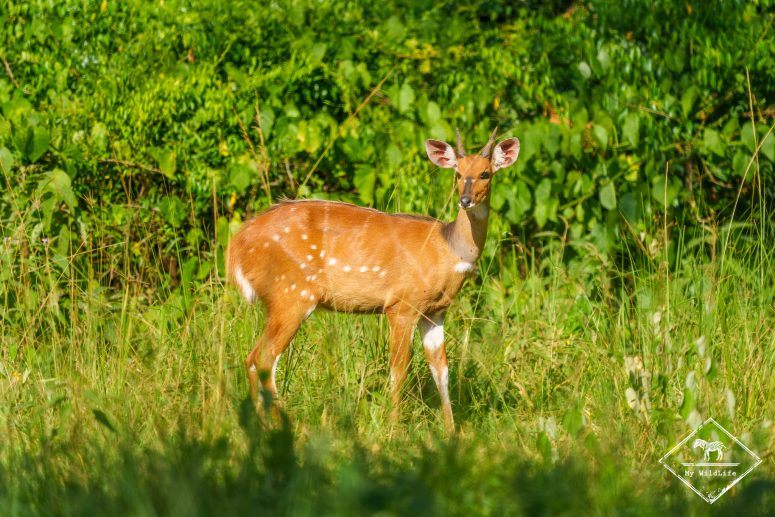 Guib harnaché, Ziwa Rhino Sanctuary