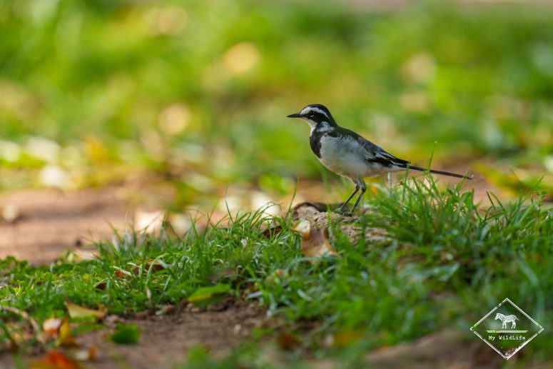Bergeronnette pie, Ziwa Rhino Sanctuary