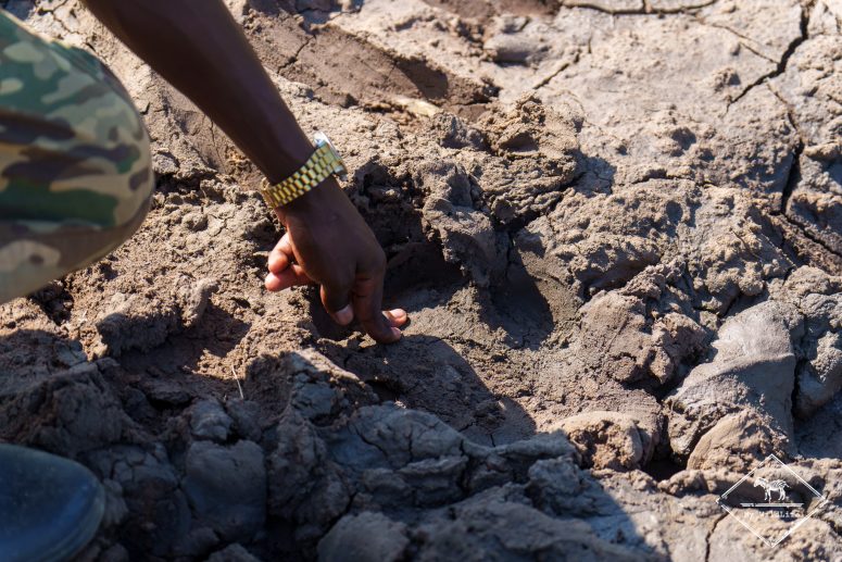 Empreinte de rhinocéros blanc, Ziwa Rhino Sanctuary