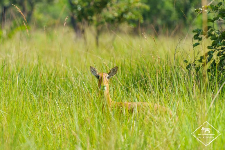 Cobe d'Ouganda, Ziwa Rhino Sanctuary