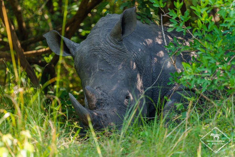 Rhinocéros blanc, Ziwa Rhino Sanctuary
