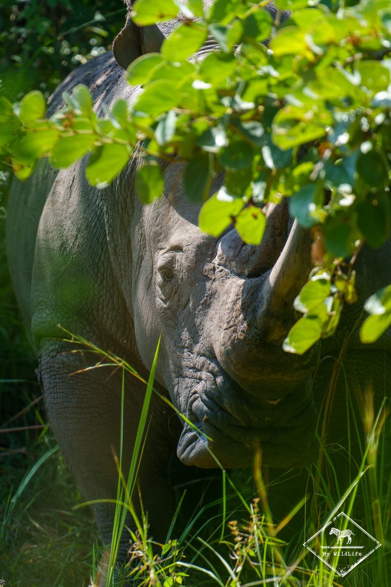 Rhinocéros blanc, Ziwa Rhino Sanctuary