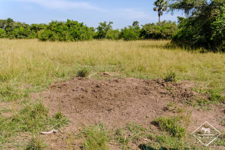 Déjection de rhinocéros blancs, Ziwa Rhino Sanctuary