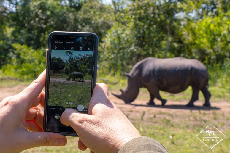 Rhinocéros blanc, Ziwa Rhino Sanctuary