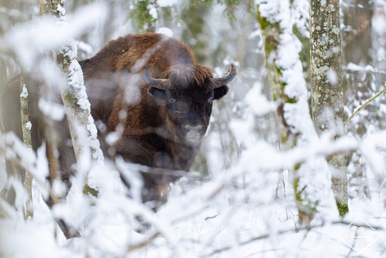 Bison d'Europe, forêt de Bialowieza