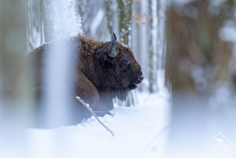 Bison d'Europe, forêt de Bialowieza