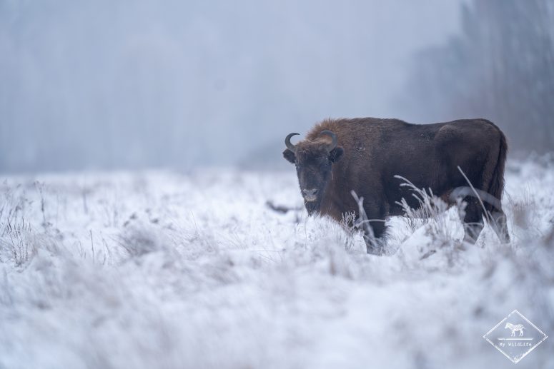Bison d'Europe, forêt de Bialowieza