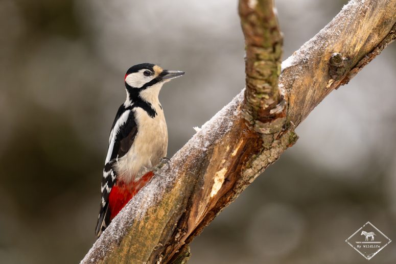 Pic épeiche, forêt de Bialowieza