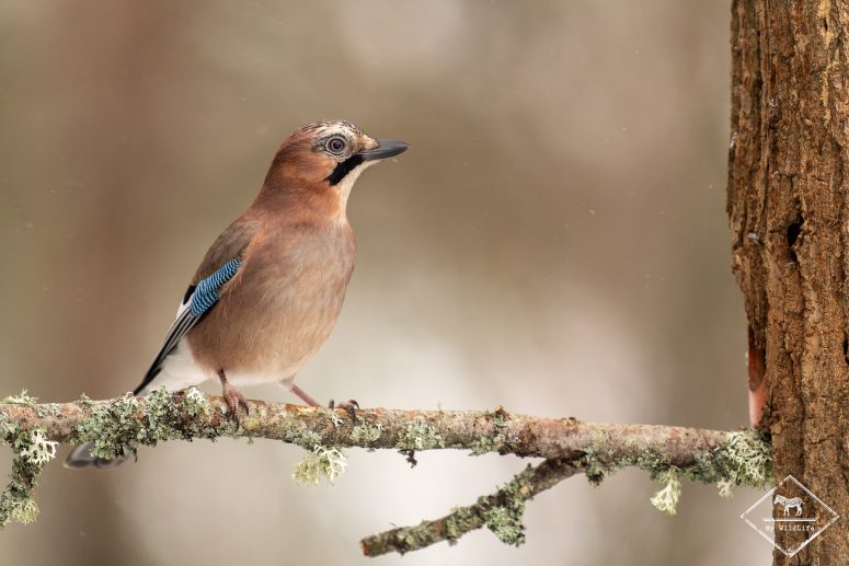 Geai des chênes, forêt de Bialowieza