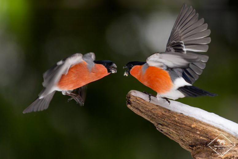 Bouvreuil pivoine, forêt de Bialowieza