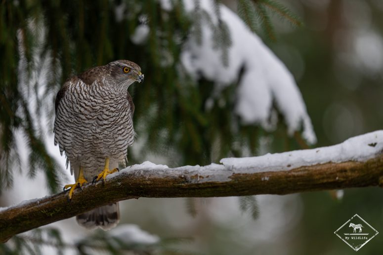 Autour des palombes, forêt de Bialowieza