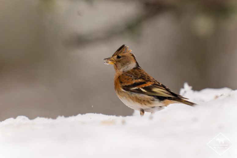 Pinson du nord, forêt de Bialowieza