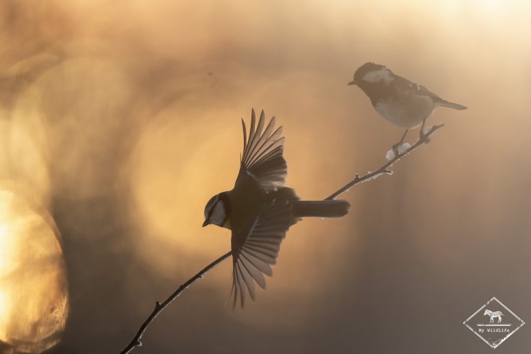 Mésanges, forêt de Bialowieza