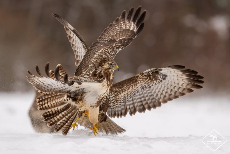 Buses variables, forêt de Bialowieza