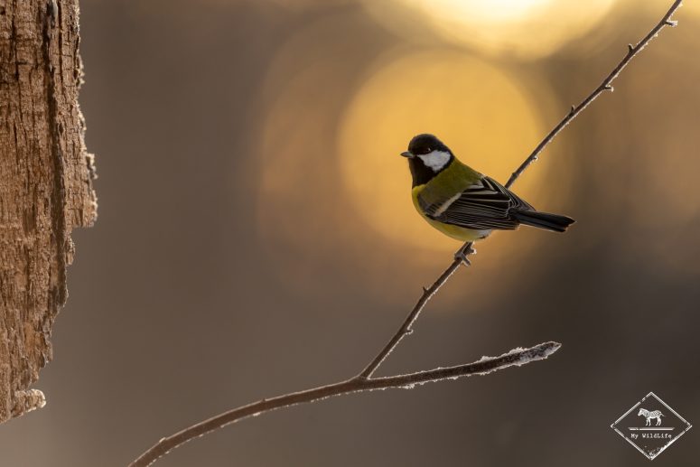 Mésange charbonnière, forêt de Bialowieza