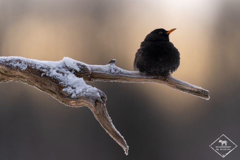 Merle noir, forêt de Bialowieza