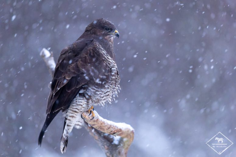 Buse variable sous la neige, forêt de Bialowieza