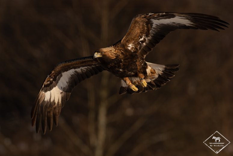 Aigle royal, forêt de Bialowieza